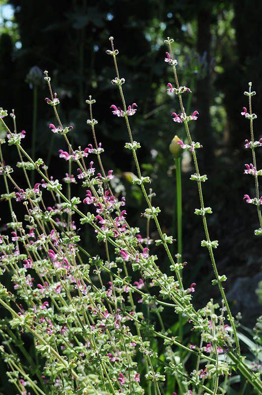 Salvia viscosa - Viscous Sage, מרווה דביקה, מרווה דביקה