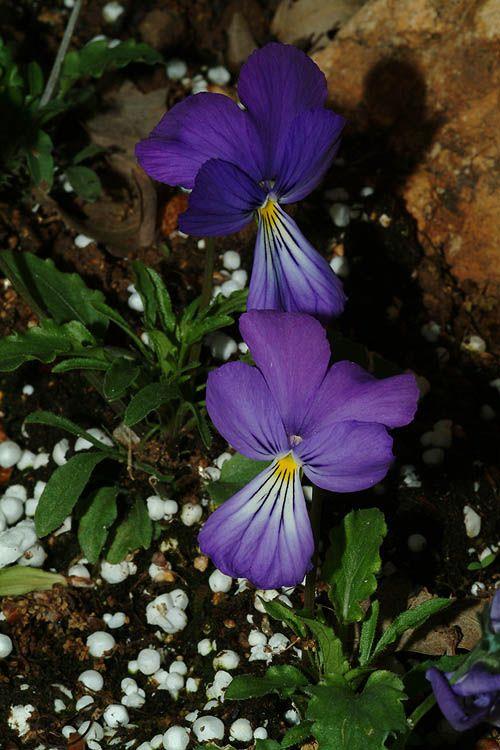 Viola × wittrockiana 'Rippling Waters' - סיגל 'ריפלינג ווטרס', סיגל 'ריפלינג ווטרס'