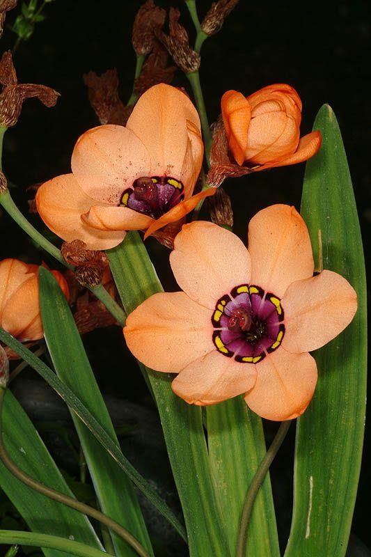 Sparaxis elegans 'Orange' - Coccinea Harlequin Flower , ספרקסיס נאה 'כתום', ספרקסיס נאה 'כתום'