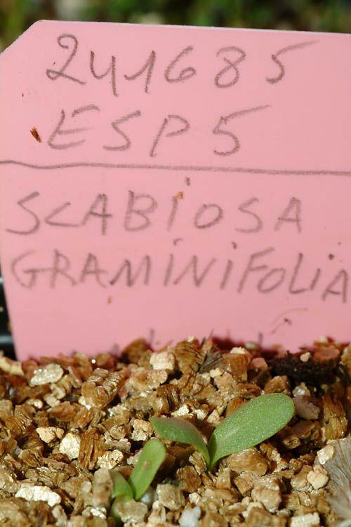 Scabiosa graminifolia - Grass-leaved Scabious