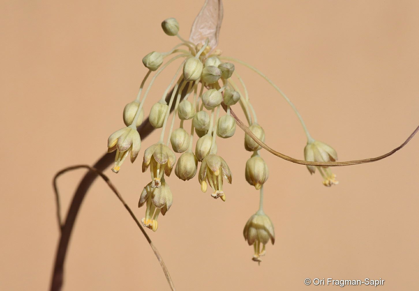 Allium decaisnei - Steppe Garlic, שום ערבתי, שום ערבתי