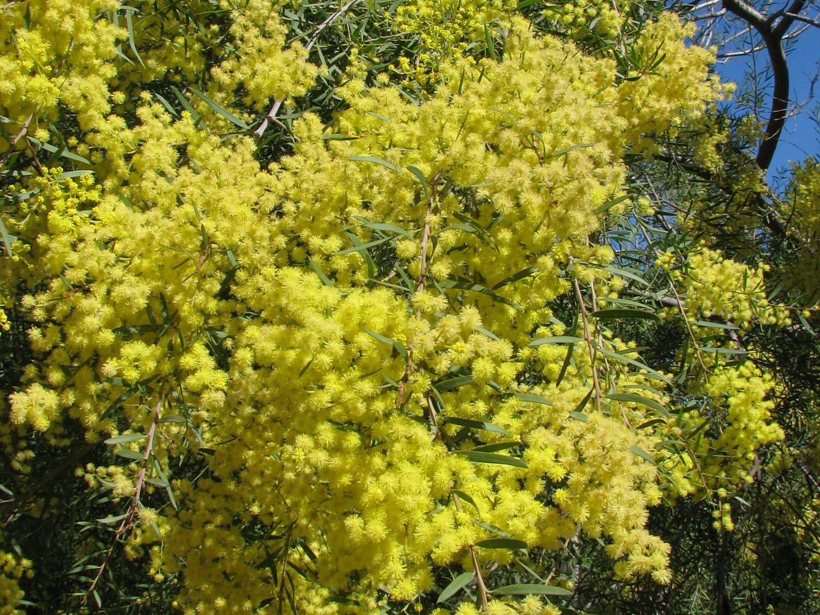Acacia aulacocarpa var. macrocarpa - Black Wattle, Brown Salwood, שיטה מחורצת, שיטה מחורצת