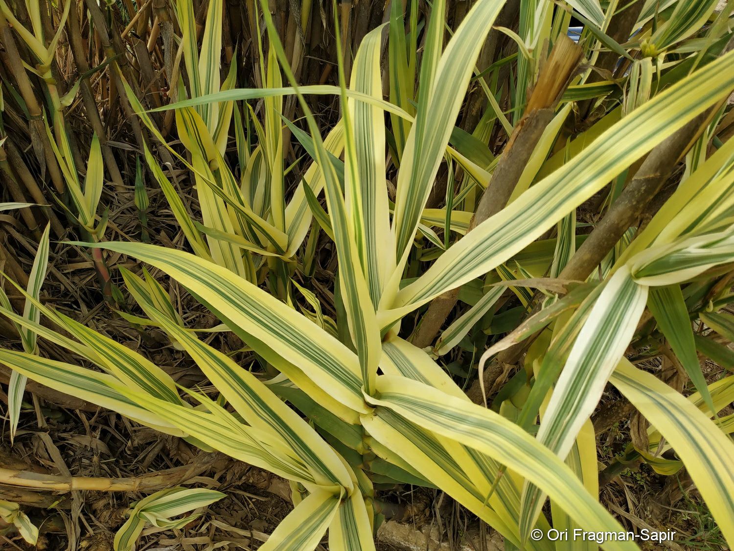 Arundo donax 'Versicolor' - Striped Giant Reed, Vairegated Giant Reed, עבקנה שכיח 'ססגוני', עבקנה שכיח 'רב-גוני'