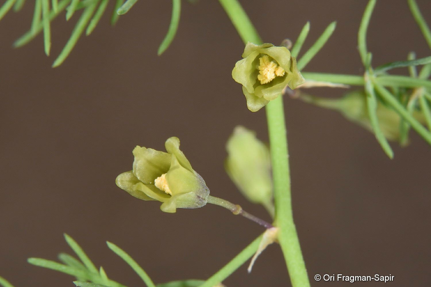 Asparagus palaestinus