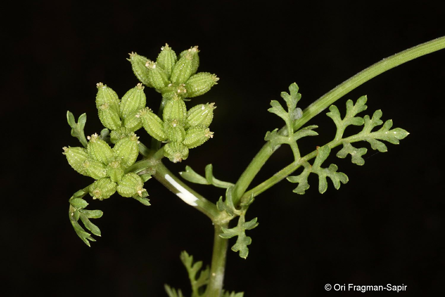 Capnophyllum peregrinum - Foreign Capnophyllum, גבשונית השדה