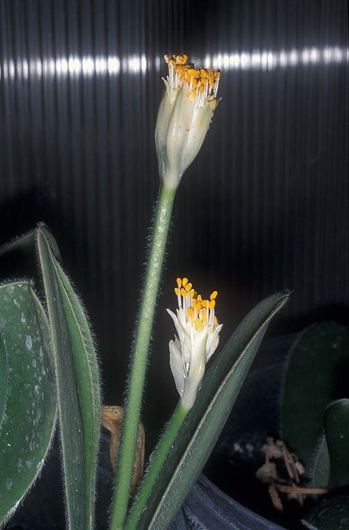 Haemanthus albiflos - Royal Paint Brush, White Blood Lily, Powder Puff, דמית לבנת-פרחים, דמית לבנת-פרחים