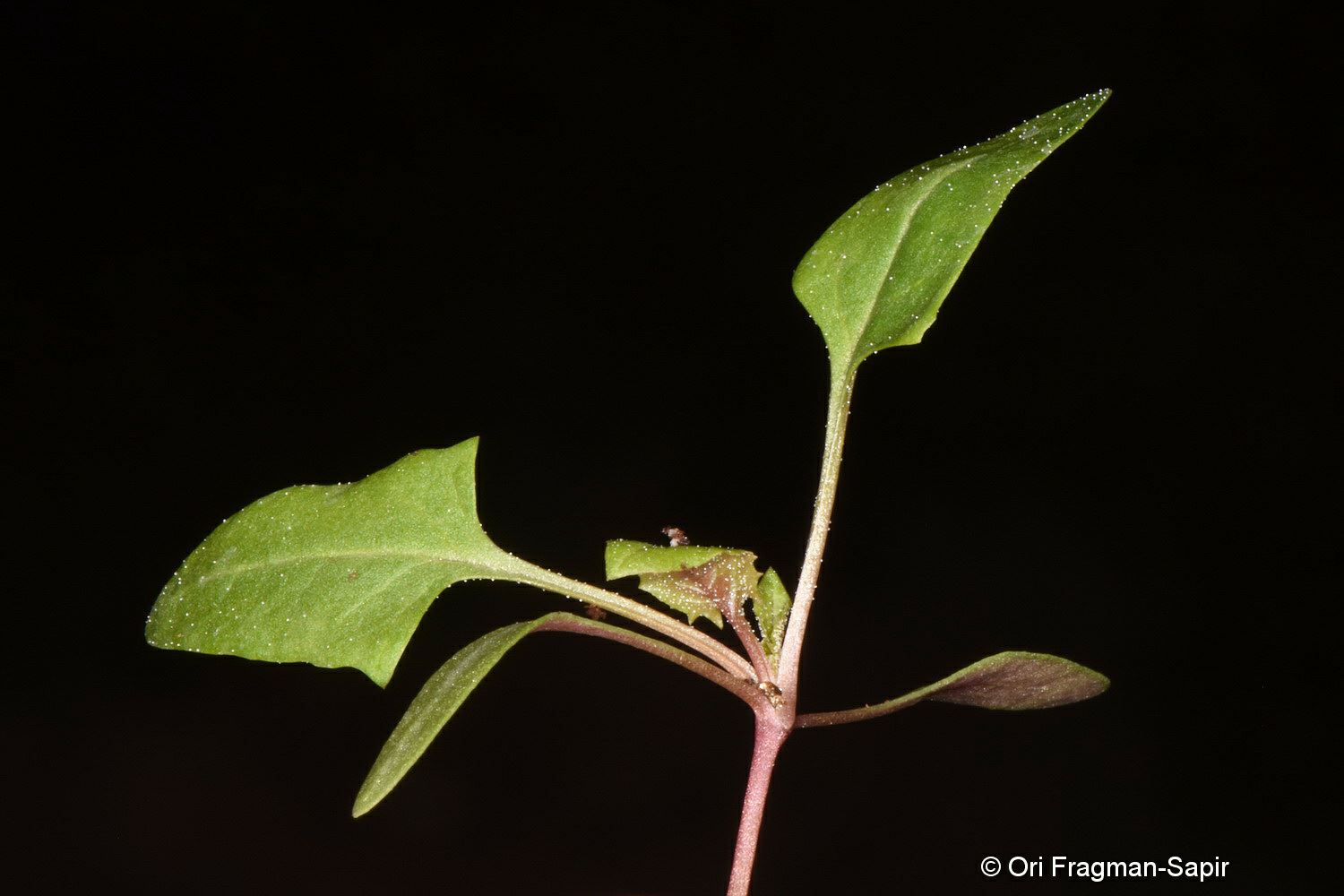 Chenopodium foliosum - Leafy Goosefoot, Stawberry GoosefootStrawberry Sticks, כף-אווז רבת-עלים, כף-אווז רבת-עלים