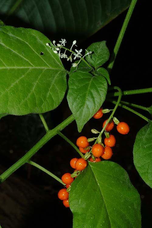 Rivina humilis - Pigeon Berry, Rouge Plant, Baby Peppers, ריווינה נמוכה, ריווינה נמוכה
