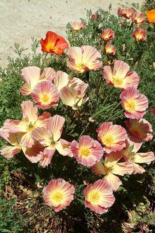 Eschscholzia californica 'Purple Cap' - California Poppy, אשולציה קליפורנית 'פרפל קאפ', אשולציה קליפורנית 'פרפל קאפ'