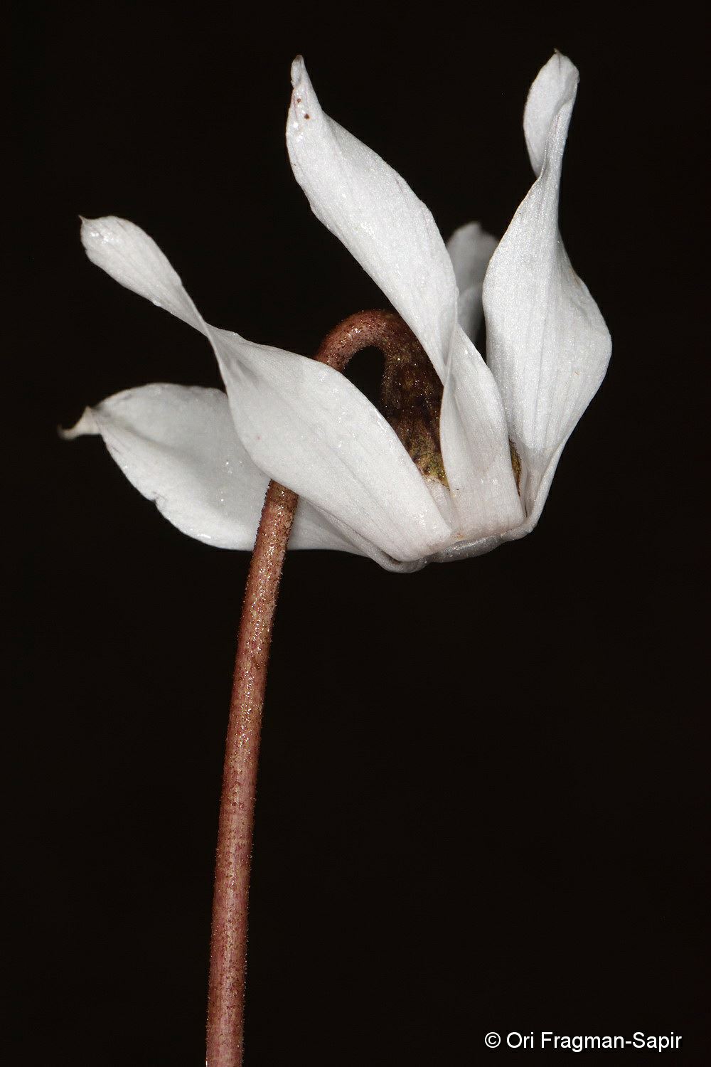 Cyclamen balearicum
