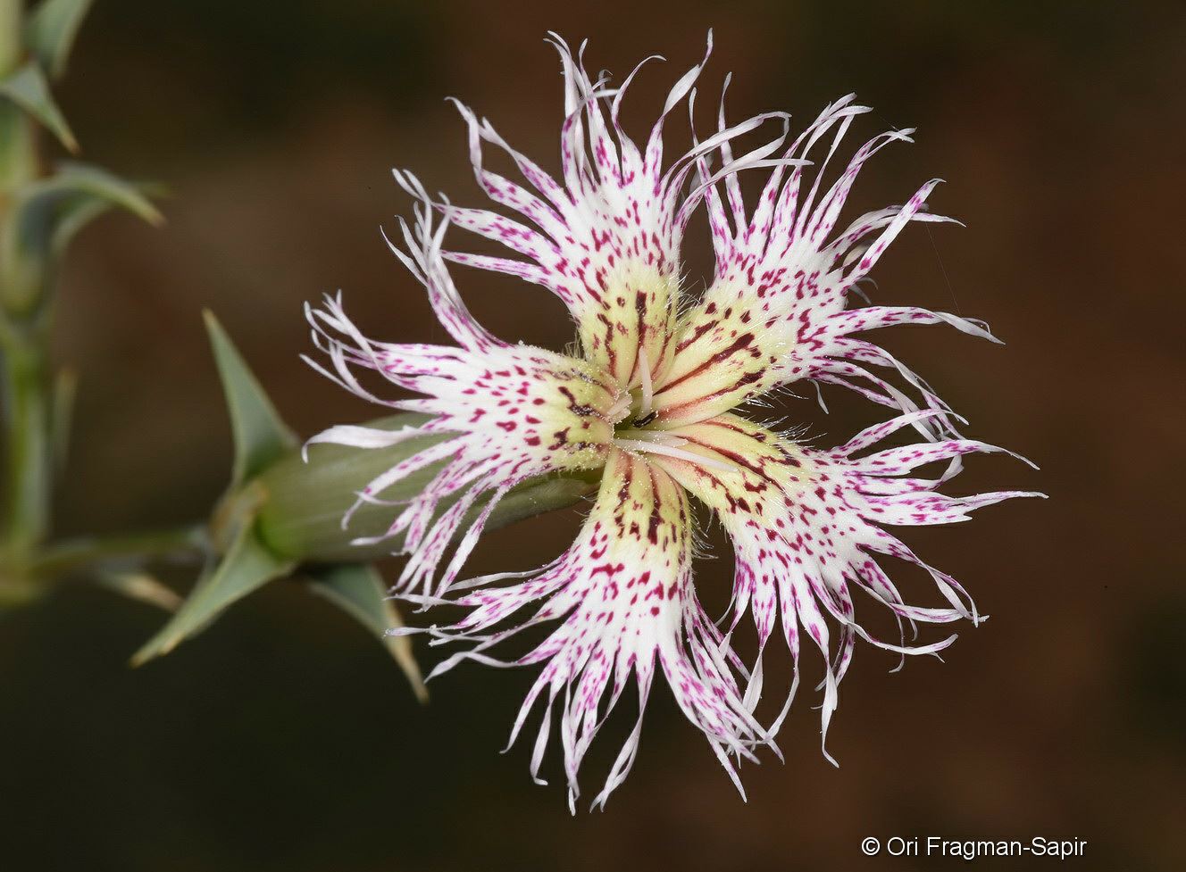Dianthus libanotis - Mountain-spignel Pink, Lebanon Pink, ציפורן הלבנון, ציפורן הלבנון