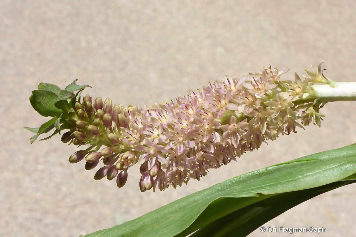 Eucomis pallidiflora subsp. pole-evansii - Giant Pineapple Lily , איקומיס חיוור תת-מין פול-אוונס, איקומיס חיוור תת-מין פול-אוונס