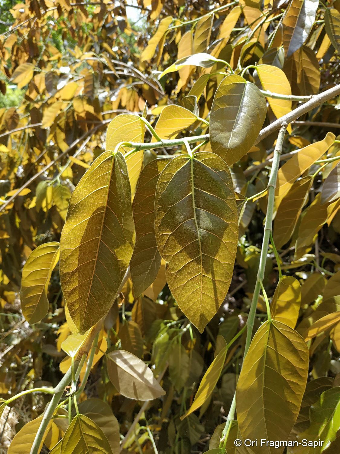 Ficus ingens - פיקוס צורב, פיקוס צורב