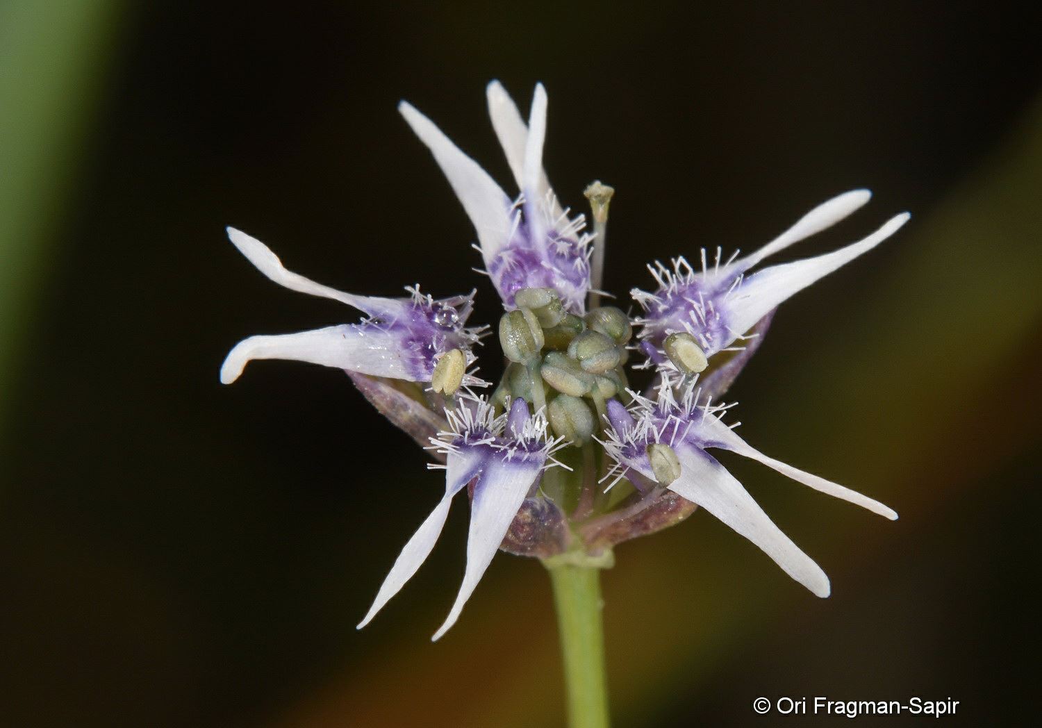 Nigella nigellastrum - קצח זעיר-פרחים, קצח זעיר-פרחים