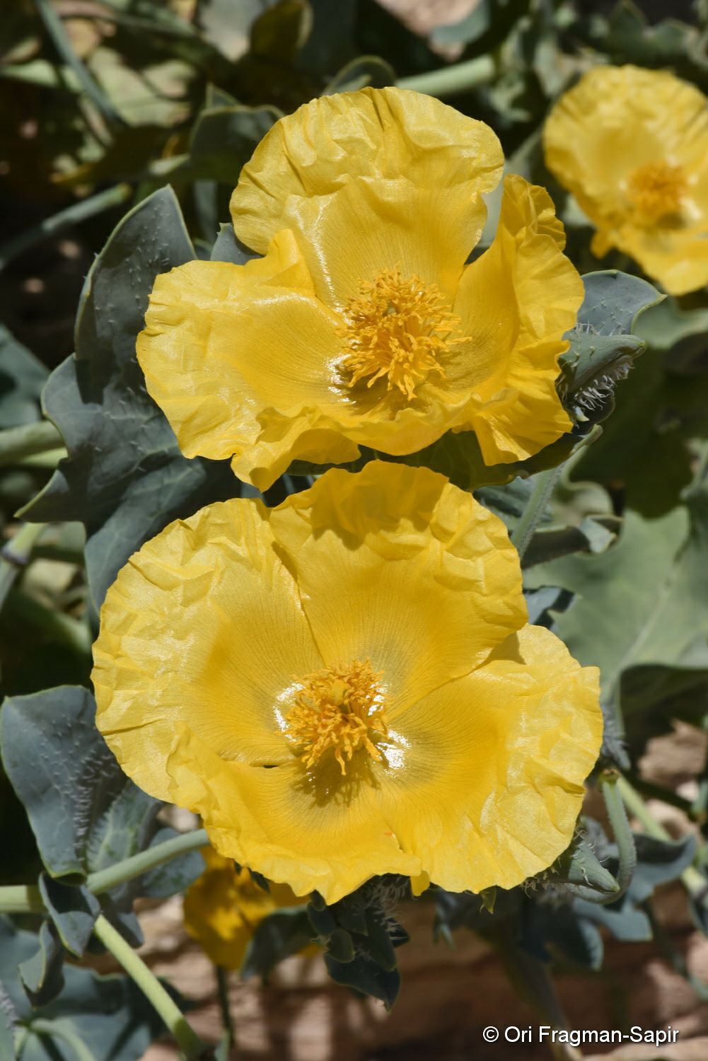Glaucium flavum - Yellow Horned Poppy, Yellow-horned Sea Poppy, פרגה צהובה, פרגה צהובה