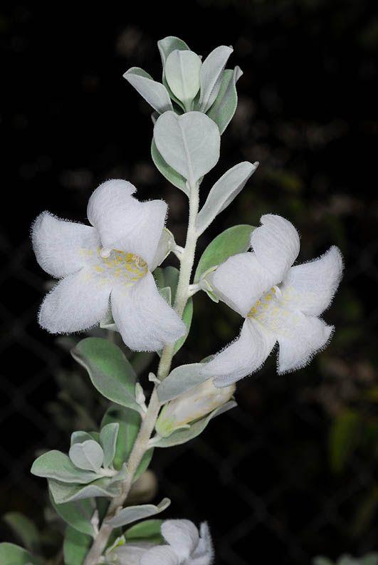 Leucophyllum frutescens 'Celebrity' - Barometer Bush, Texas Sage, לבן- עלה שיחני 'סלבריטי', לבן- עלה שיחני 'סלבריטי'