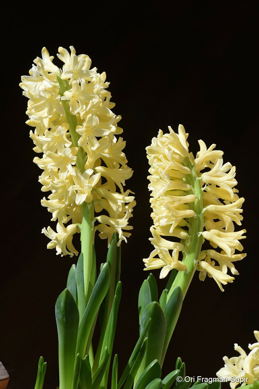 Hyacinthus orientalis 'Yellow' - יקינתון מזרחי 'צהוב', יקינתון מזרחי 'צהוב'