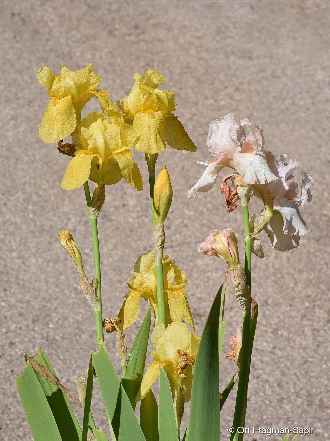 Iris × germanica - German Iris, איריס גרמני, איריס גרמני