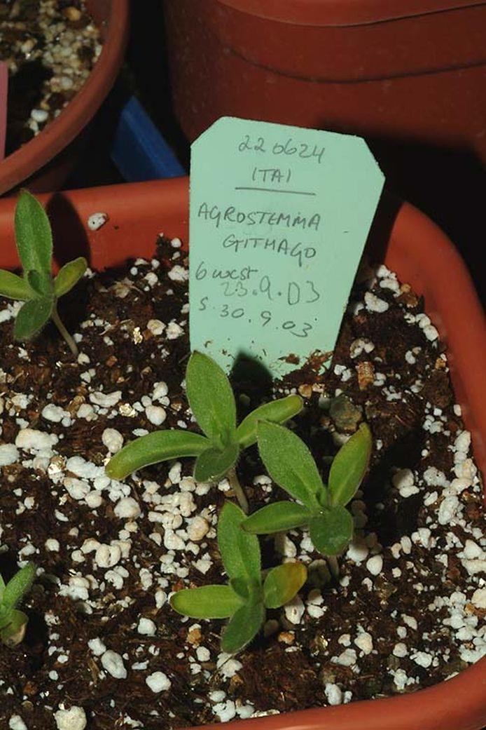 Agrostemma githago 'Pink Pearl' - Common Corn Cockle, אגרוסטמה השדות, אגרוסטמה השדות