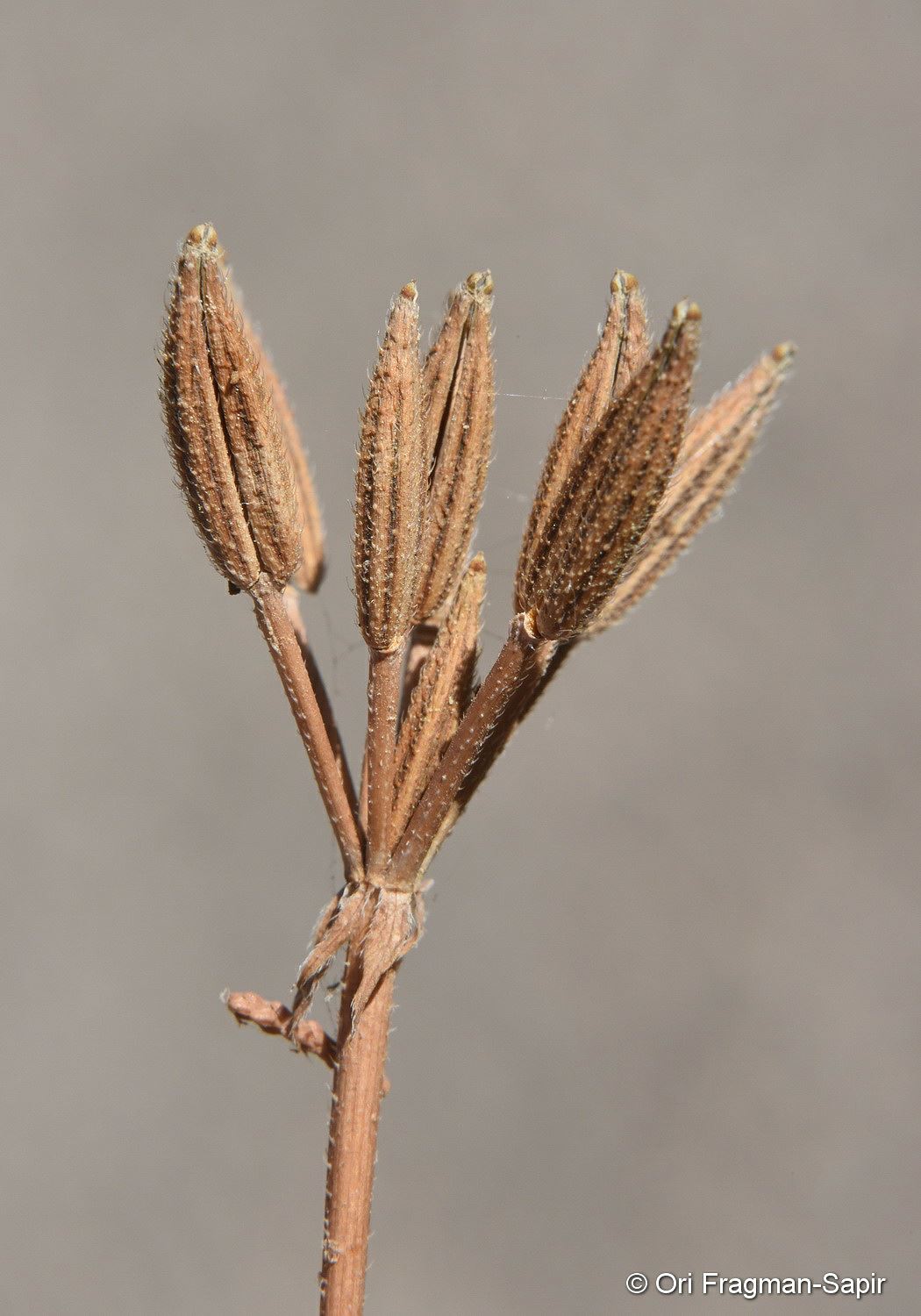 Myrrhoides nodosa - Knobbed Parsley, מפריק נפוח, מפריק נפוח