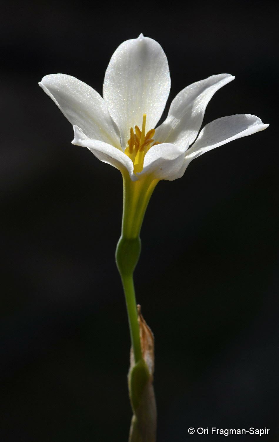 Narcissus × Perezlarae - נרקיס פרז-לארה, נרקיס פרז לארה