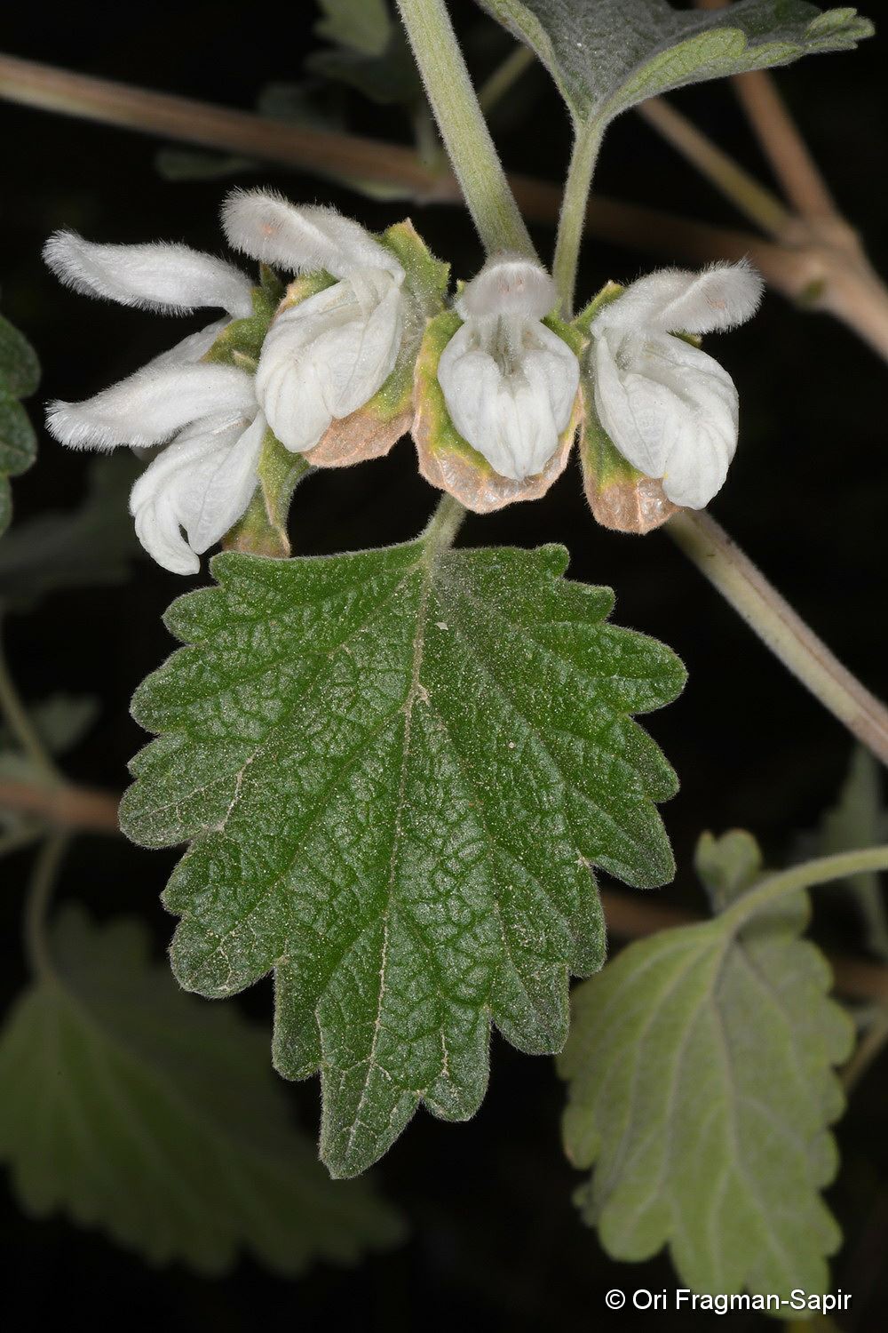 Otostegia fruticosa - אודנה שיחנית, אודנה שיחנית