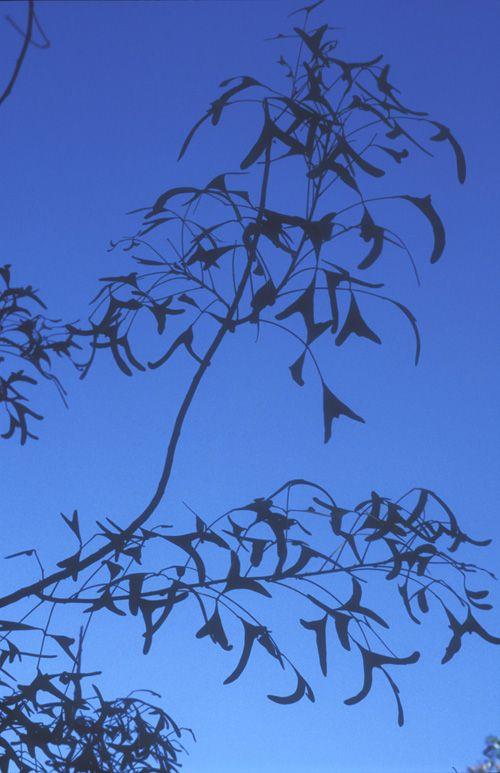 Erythrina vespertilio - Bat's Wing Coral Tree, אלמוגן נשפוני, אלמוגן נשפוני