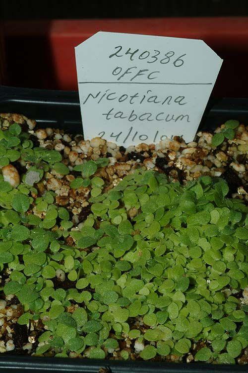 Nicotiana tabacum 'Macrophylla' - טבק אמיתי תת-מין גדול-עלים, טבק אמיתי תת-מין גדול-עלים
