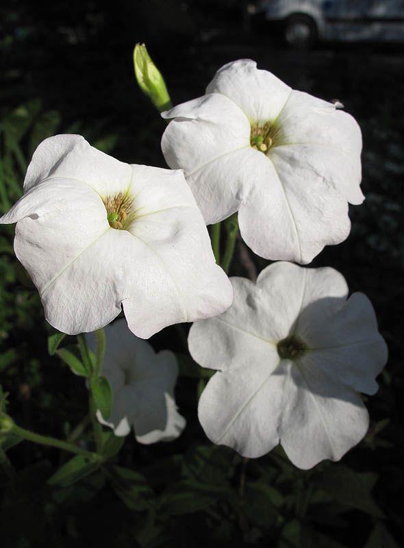 Petunia axillaris - Llarge White Petunia, Wild White Petunia, פטוניה חייקית, פטוניה חייקית