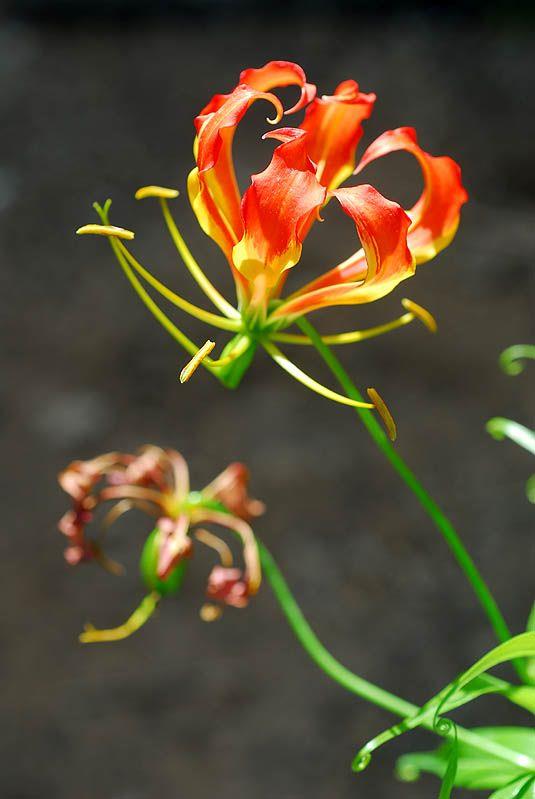 Gloriosa superba - Glory Lily, Climbing Lily, Flame Lily, Tiger's Claws, גלוריה הדורה, גלוריוזה הדורה