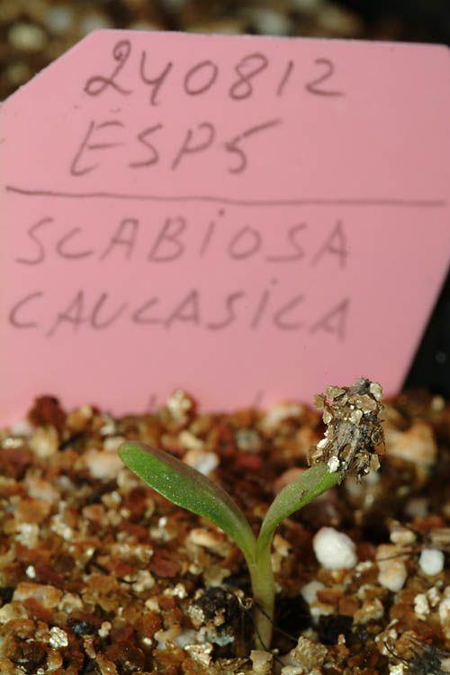 Scabiosa caucasica - Caucasian Pincushion Flower, תגית קווקזית, תגית קווקזית