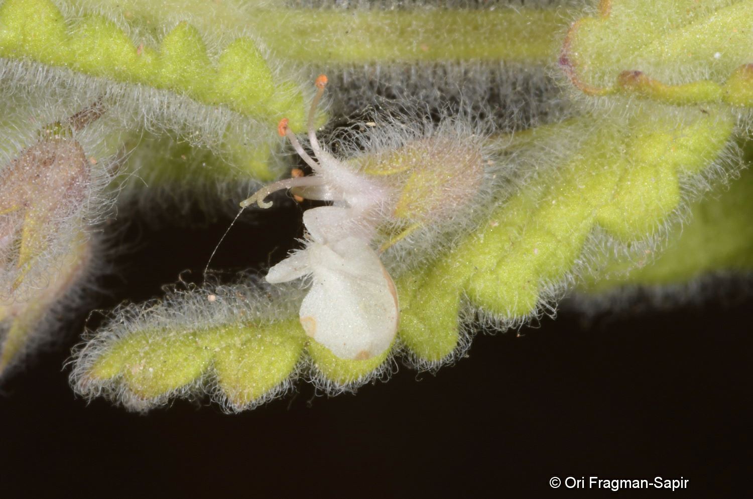 Teucrium scordium