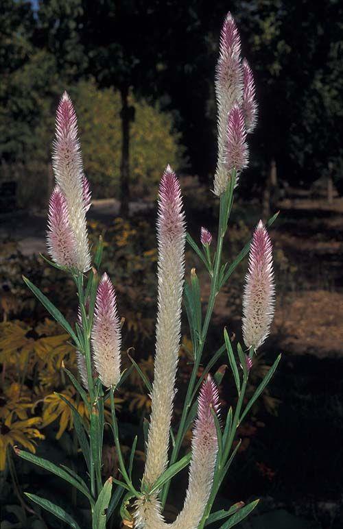 Celosia spicata - Wheat Celosia, צלוסיה משובלת, צלוסיה משובלת