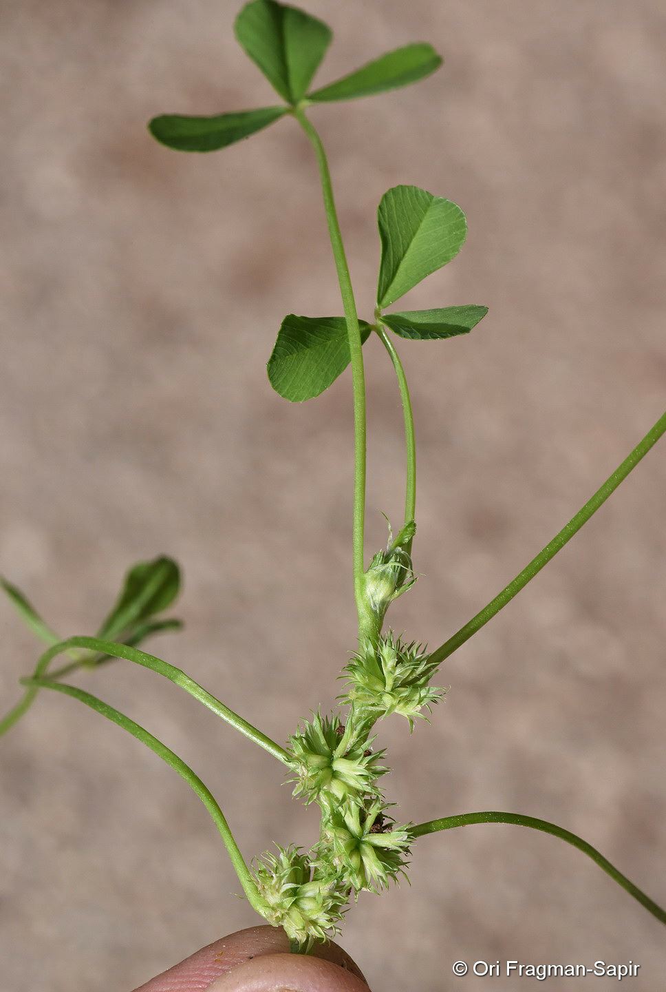 Trifolium suffocatum - Suffocated Clover, תלתן חנוק, תלתן חנוק
