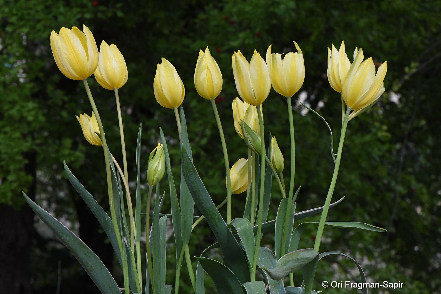 Tulipa (Single Late Group) 'Antoinette' - צבעוני 'אנטואנט'
