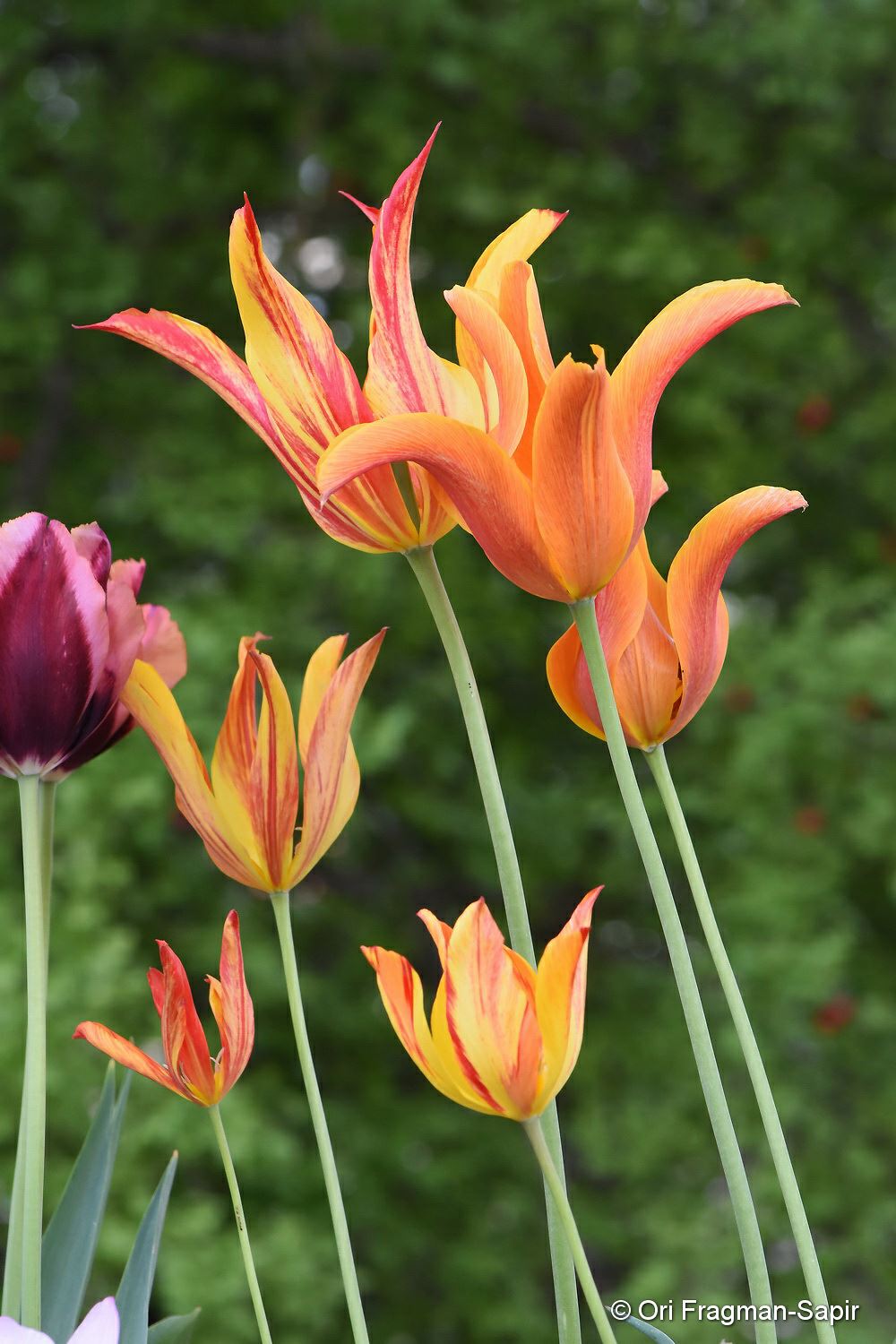 Tulipa (Lily-Flowered Group) 'Ballerina' - צבעוני 'בלרינה'
