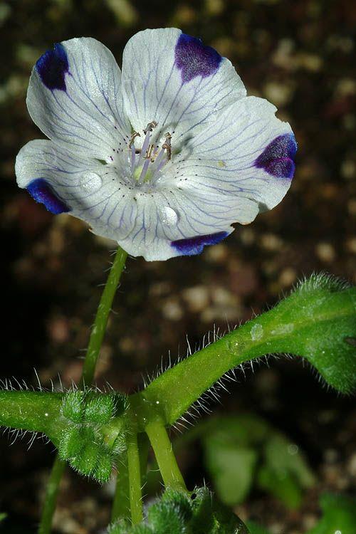Nemophila maculata - Five Spot