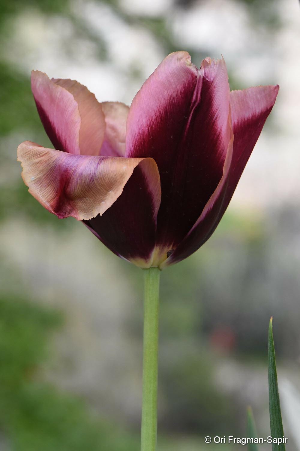 Tulipa 'Ivo' - צבעוני 'מובוטה'