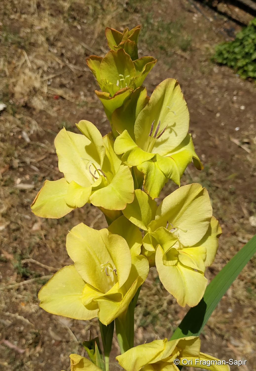 Gladiolus hybrid - סייפן מכלוא, סייפן מכלוא