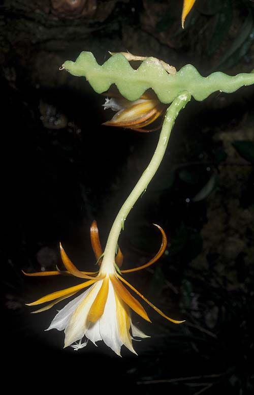 Epiphyllum anguliger - Fishbone Cactus