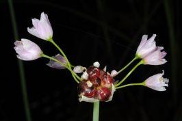 Allium roseum - Rosy Garlic, שום ורוד, שום ורוד