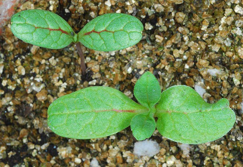 Cephalaria tenella - Sweet Scabious, שלמון דק, שלמון דק