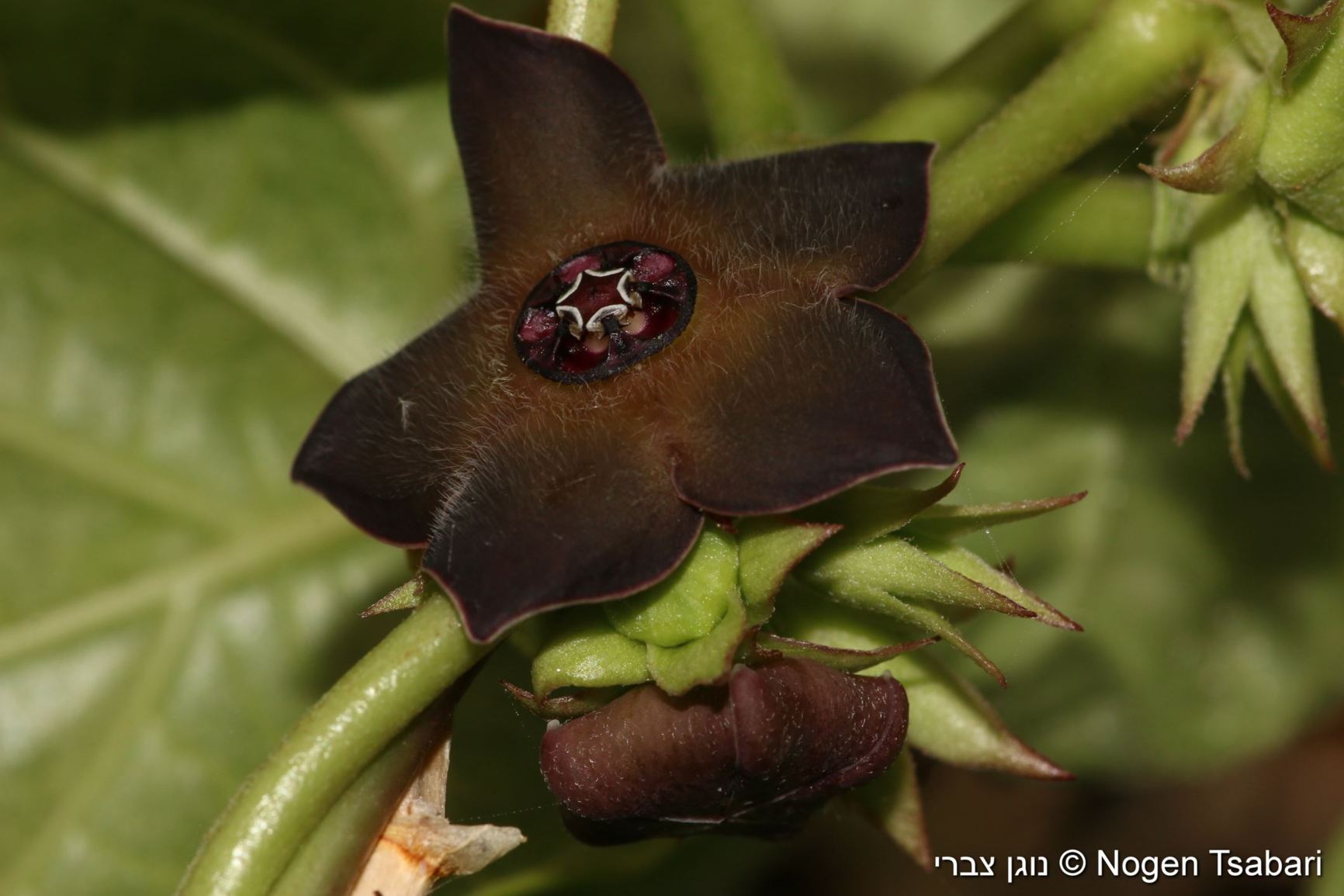 Suberogerens cyclophylla