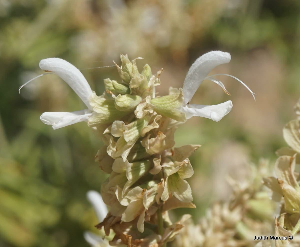 Salvia canariensis f. white - White Canary Island Sage, מרווה קנרית 'לבן', מרווה קנרית 'לבן'