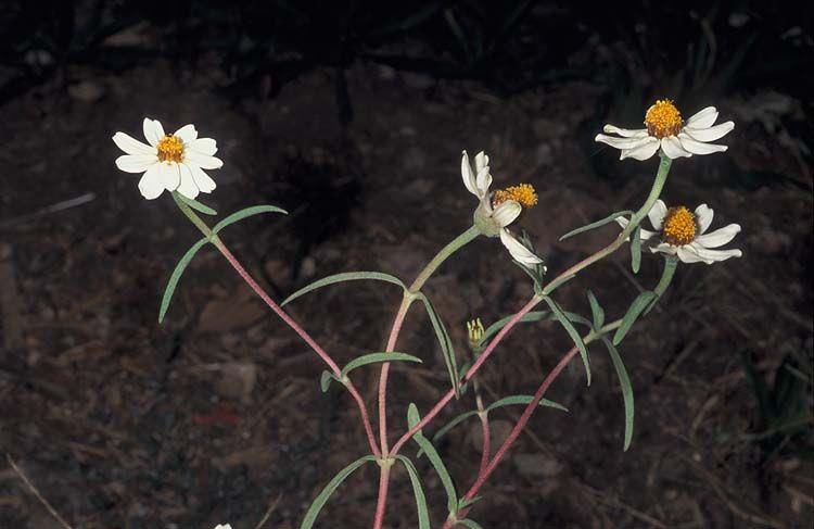 Zinnia angustifolia - Narrow-leaf Zinnia , ציניה צרת-עלים, ציניה צרת-עלים