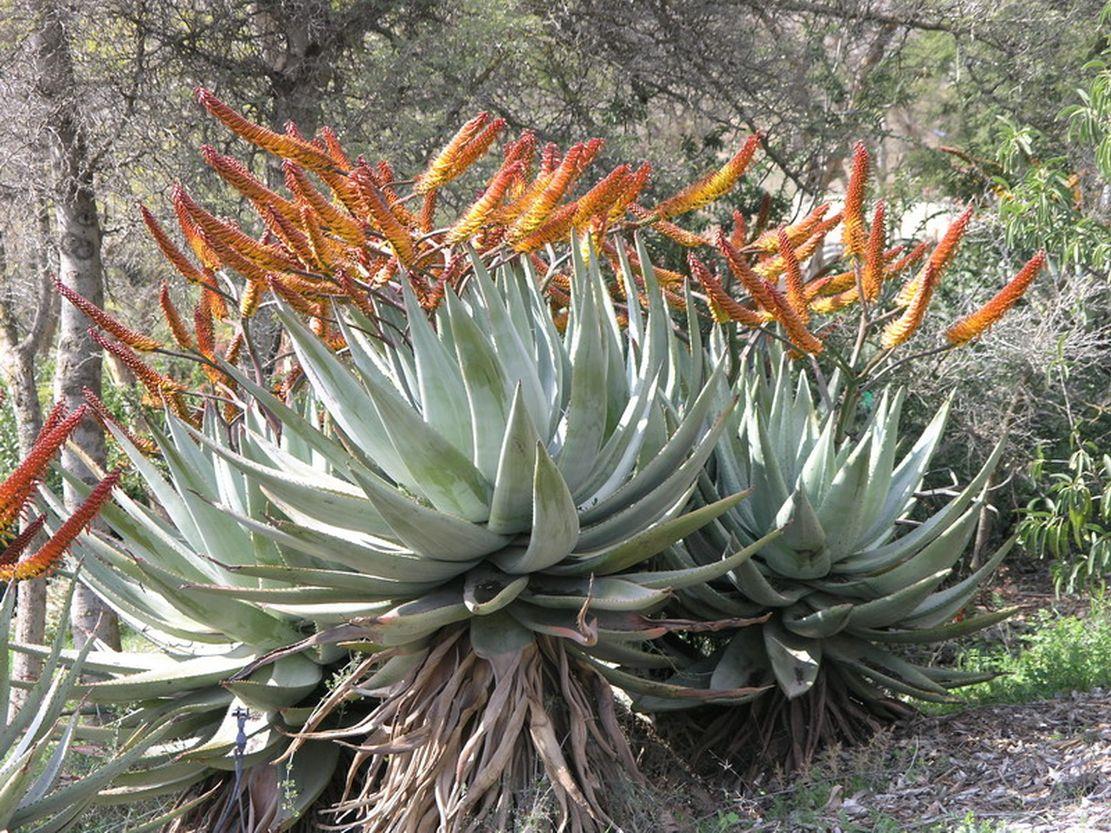 Aloe marlothii - Mountain Aloe, Flat-flowered Aloe, אלווי מרלות, אלווי מרלות