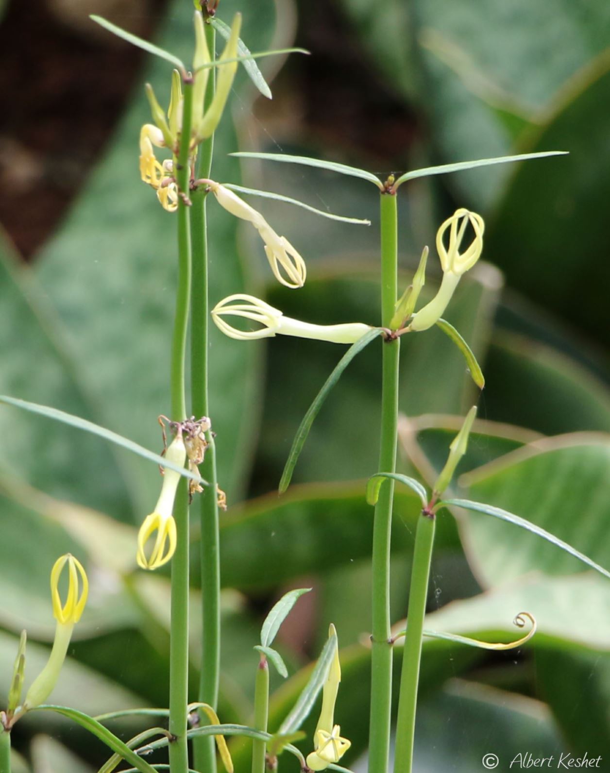 Ceropegia dichotoma