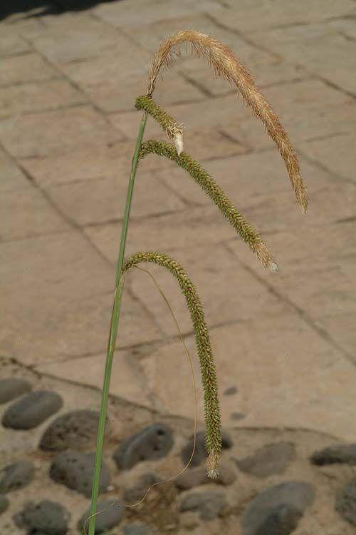 Carex pendula - Pendulous Sedge, Hanging Sedge, Drooping Sedge, Weeping Sedge, כריך משתלשל, כריך  משתלשל, כריך משתלשל