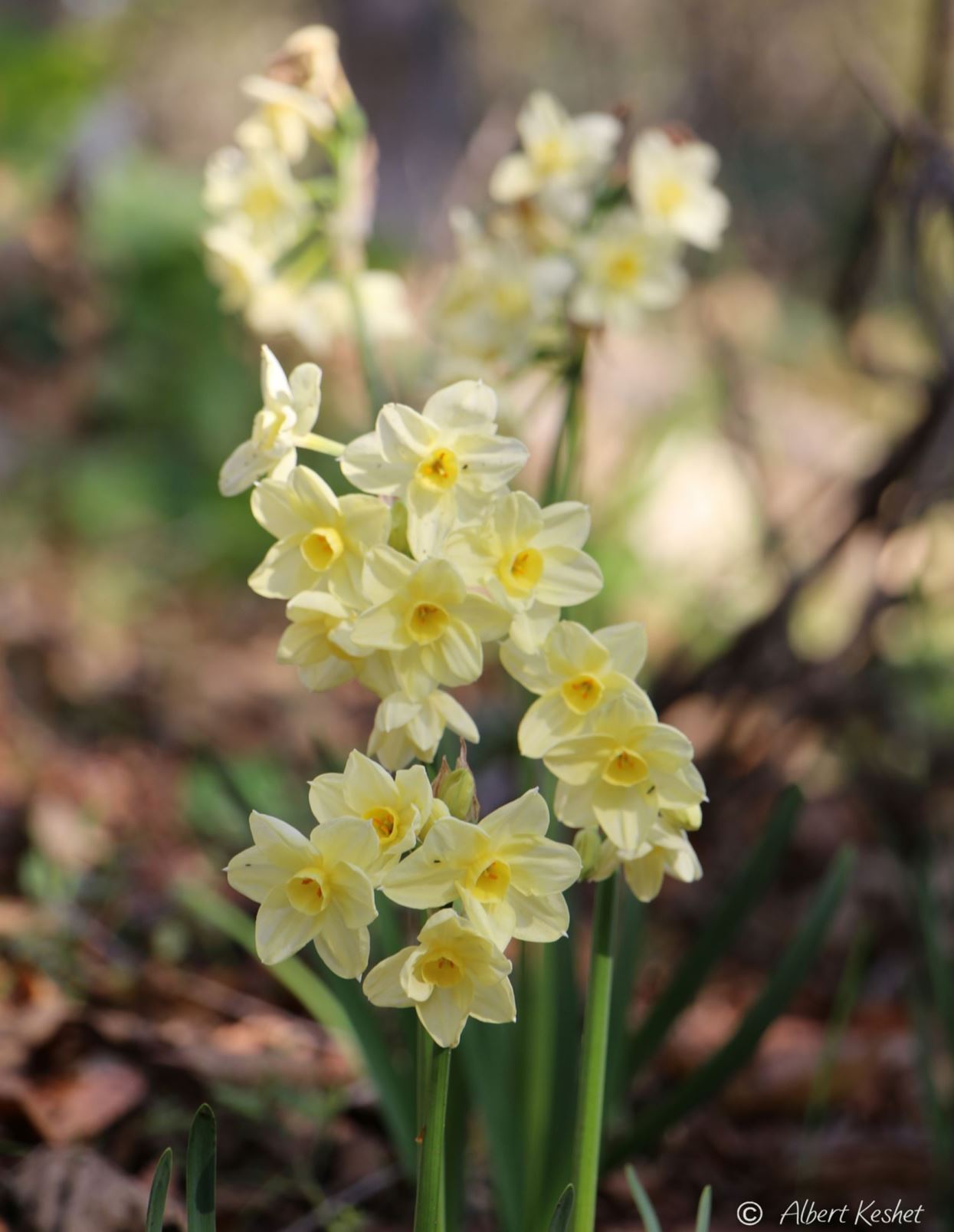 Narcissus × 'Omri' - נרקיס 'עמרי', נרקיס 'עמרי'