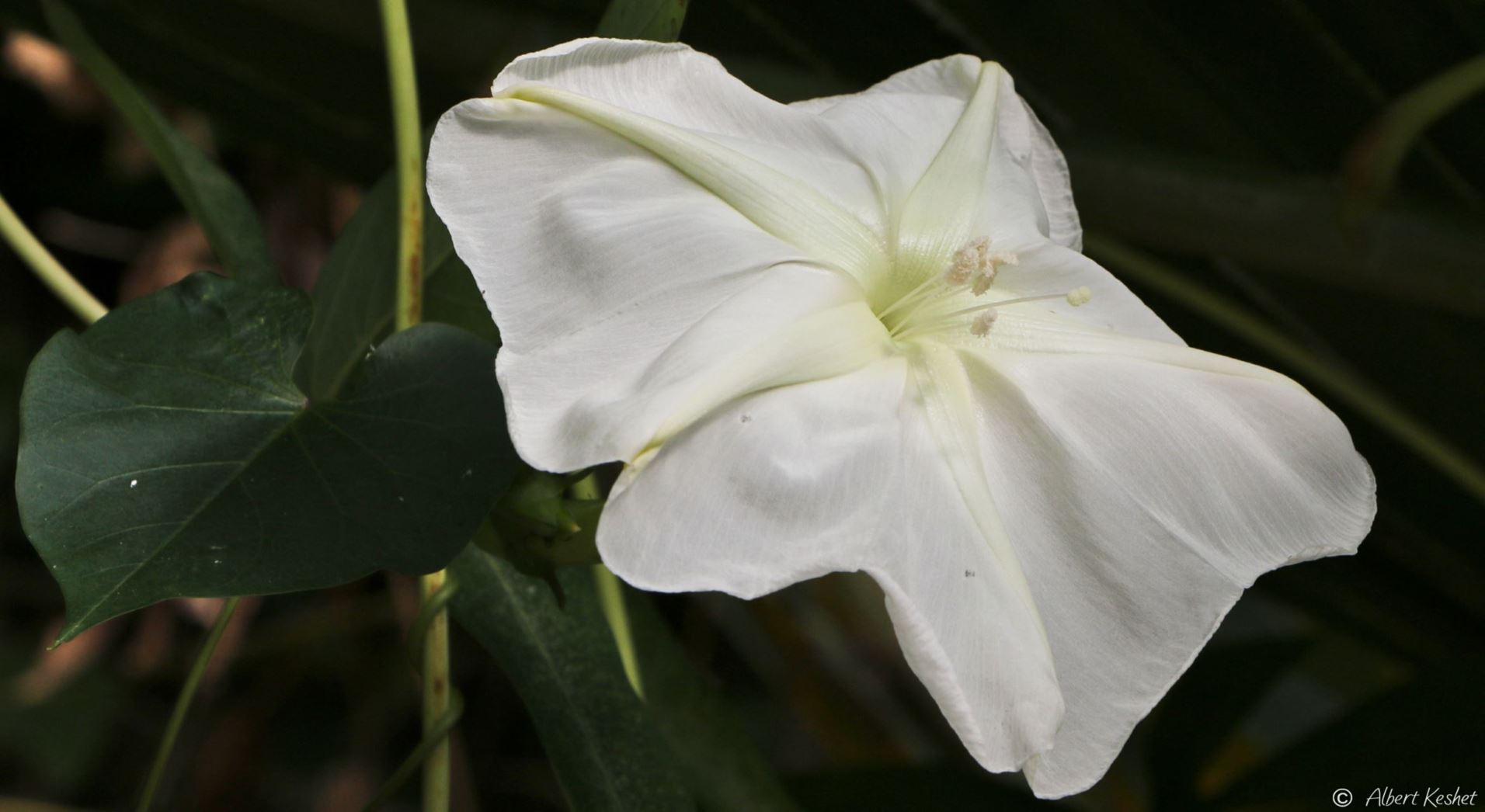 Ipomoea alba - Moonflower,  Moon Vine, Giant White Moonflower, לפופית לבנה, לפופית לבנה